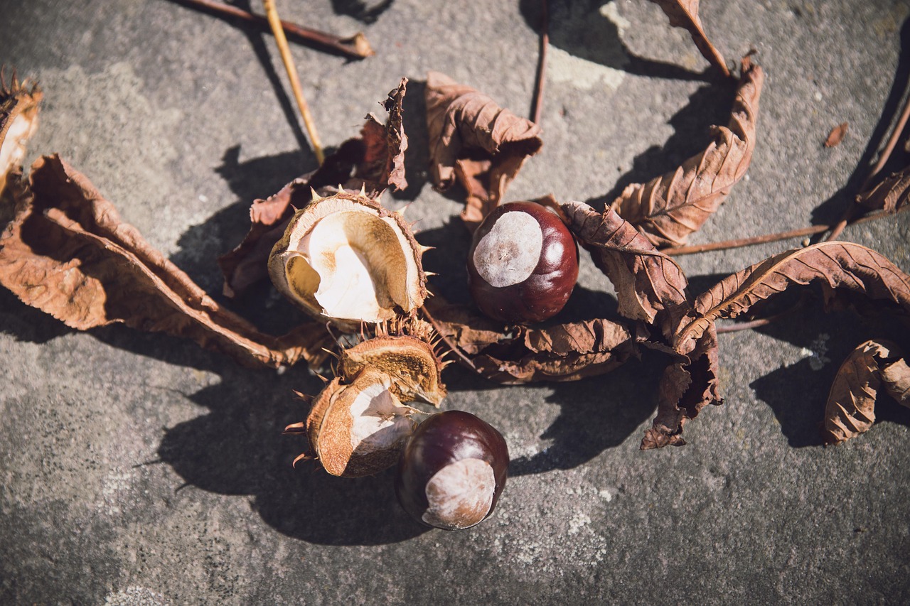 (时光如白驹过隙的详细解释),时光如白驹过隙出自哪里 (时光如白驹过隙的详细解释),时光如白驹过隙出自哪里