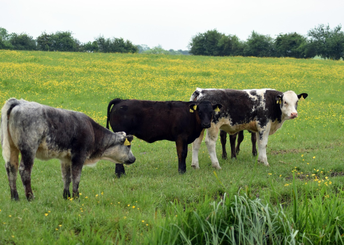 熊猫人乌龟坐骑怎么获得，熊猫人乌龟坐骑怎么获得图片