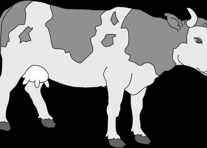 (洛克王国黑珍珠航海令怎么获得)，洛克王国航海宠物怎么拿回