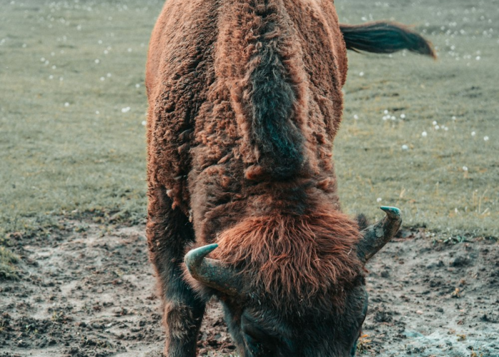 【团内的三会一课指的是哪三会,团内三会一课的内容是】