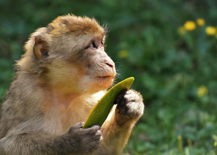 【吃个桃桃有点凉凉是什么梗,吃个桃桃好凉凉什么鬼】