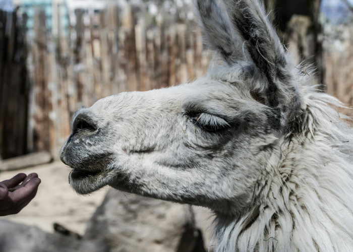 5000元炒原油赚了十万，炒原油是骗局吗